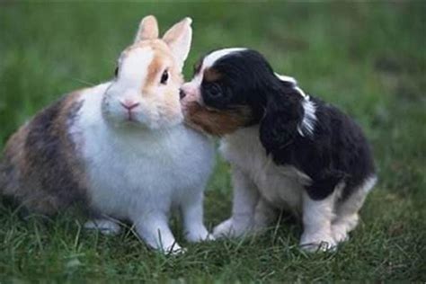 兔和狗合嗎